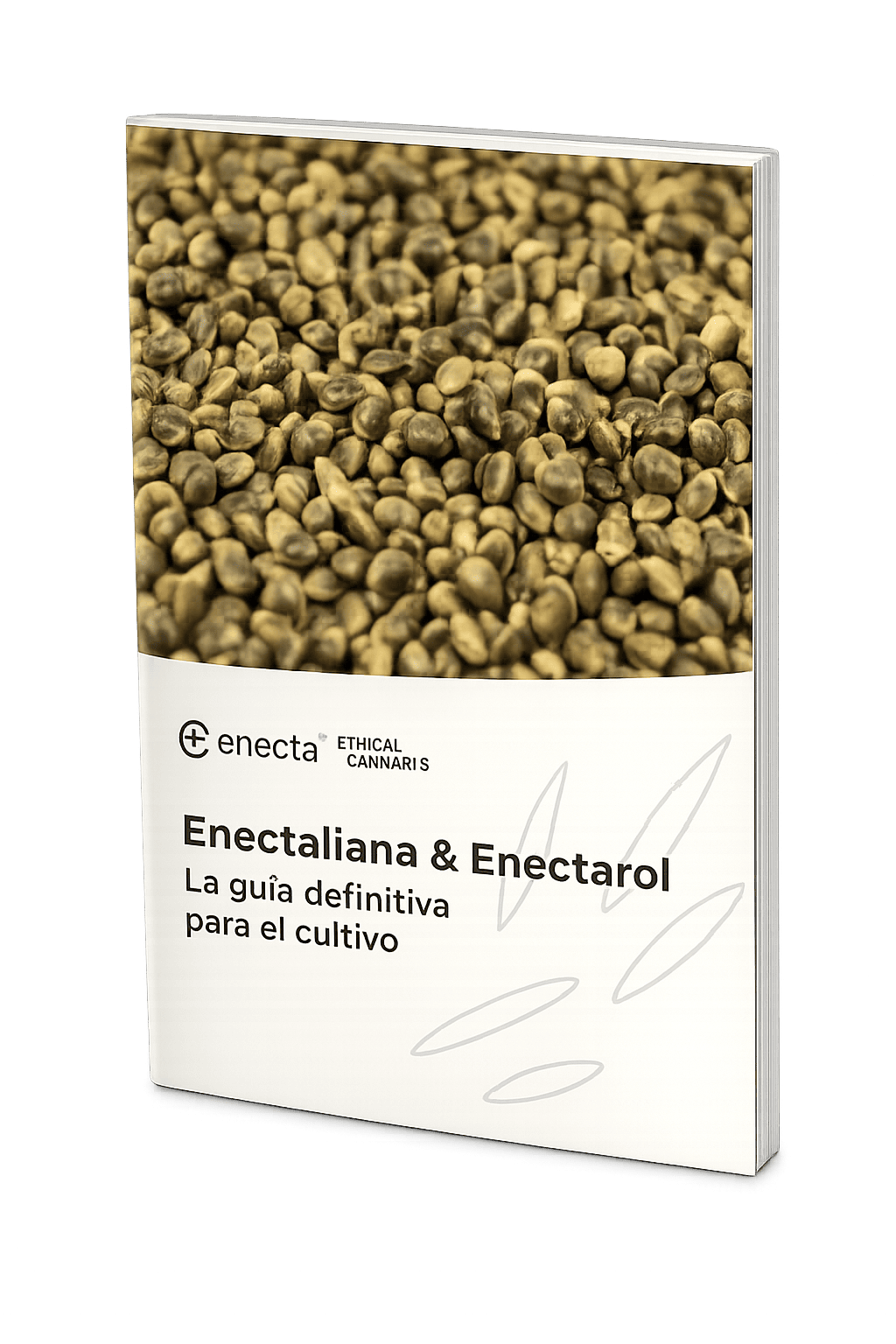 Semillas de cáñamo certificadas guía de cultivo